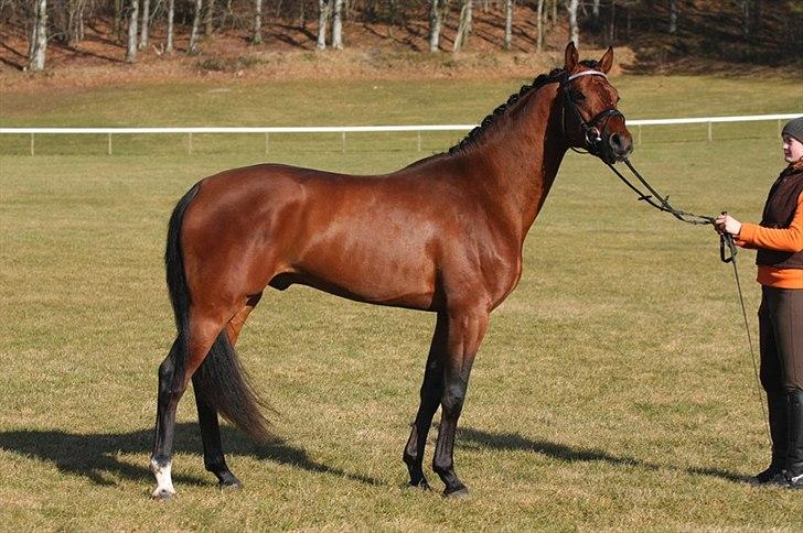 Dansk Varmblod Lukas Stensvang billede 2