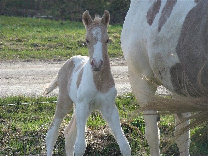 Welsh Partbred (Sec F) Brattensborg Safari surpr billede 7