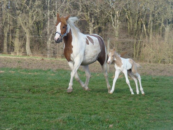 Welsh Partbred (Sec F) Brattensborg Safari surpr billede 8