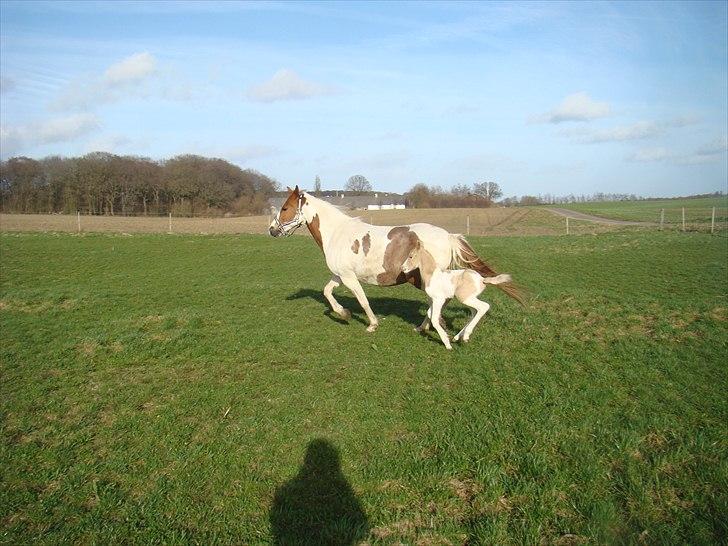 Welsh Partbred (Sec F) Brattensborg Safari surpr billede 9