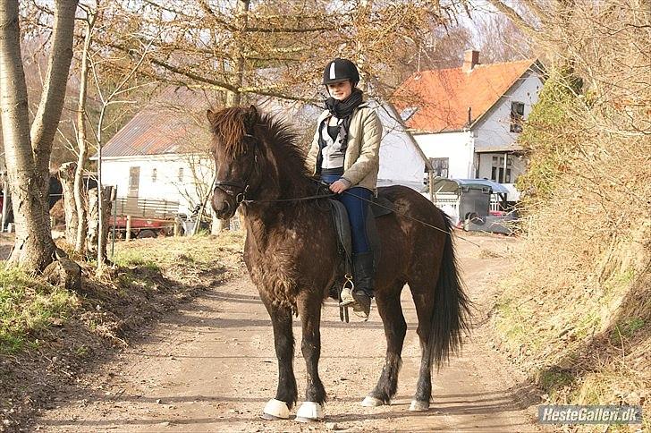 Islænder Pati fra Blesastödum - smukke hest<3 billede 13