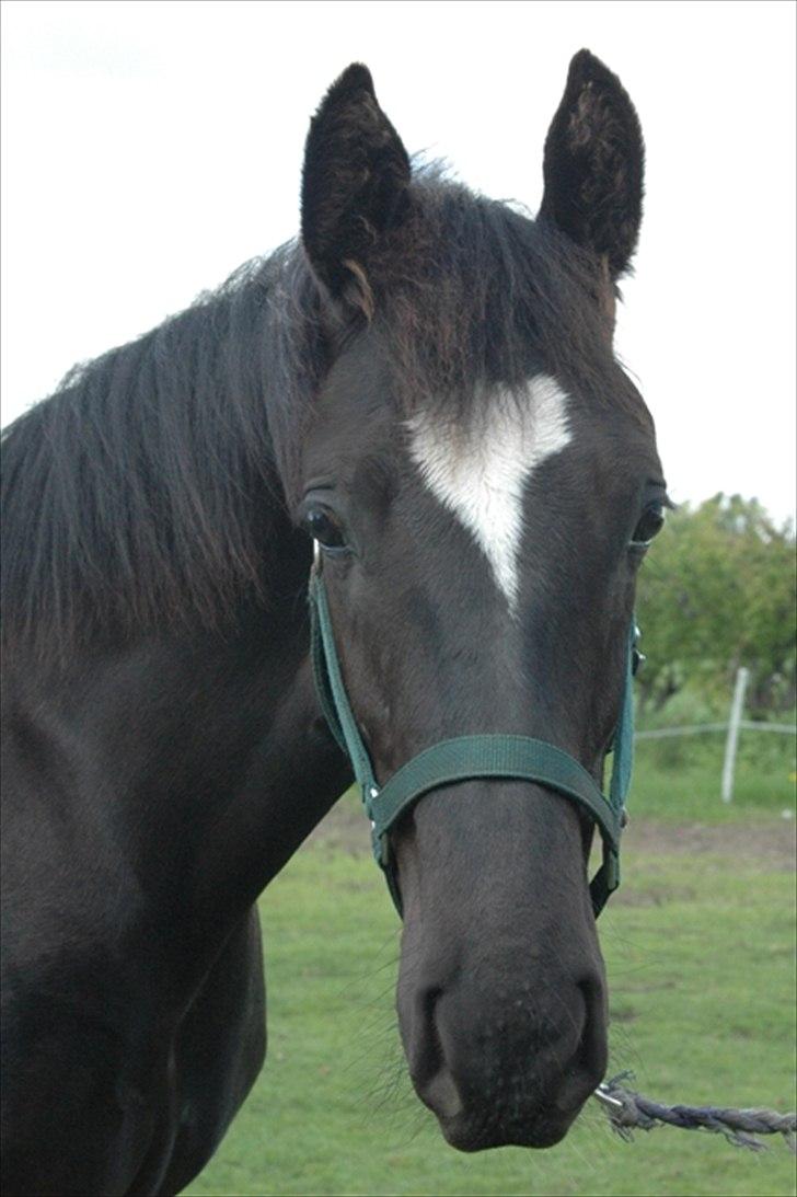 Oldenborg President billede 11