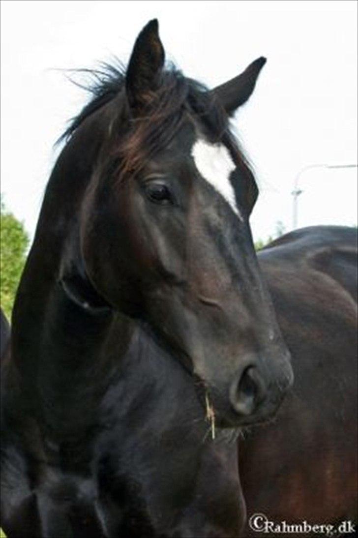 Oldenborg President billede 9