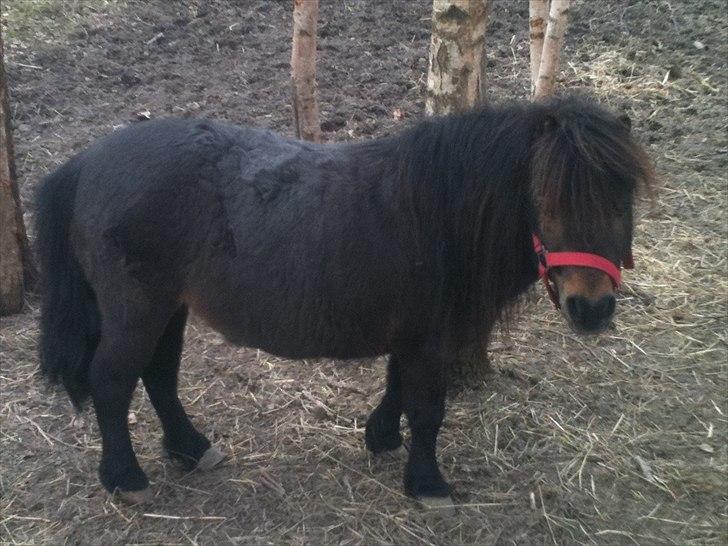 Shetlænder Cindy (solgt) billede 1