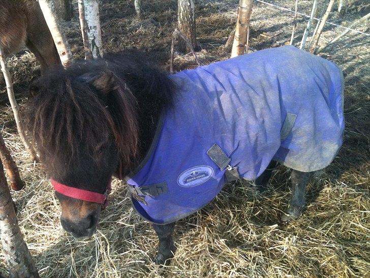 Shetlænder Cindy (solgt) billede 2