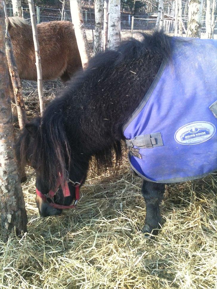 Shetlænder Cindy (solgt) billede 3