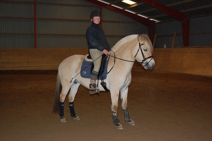 Fjordhest Harnbjergårds Andante - Andante vinter 2011. Kun lige tilredet :) billede 1