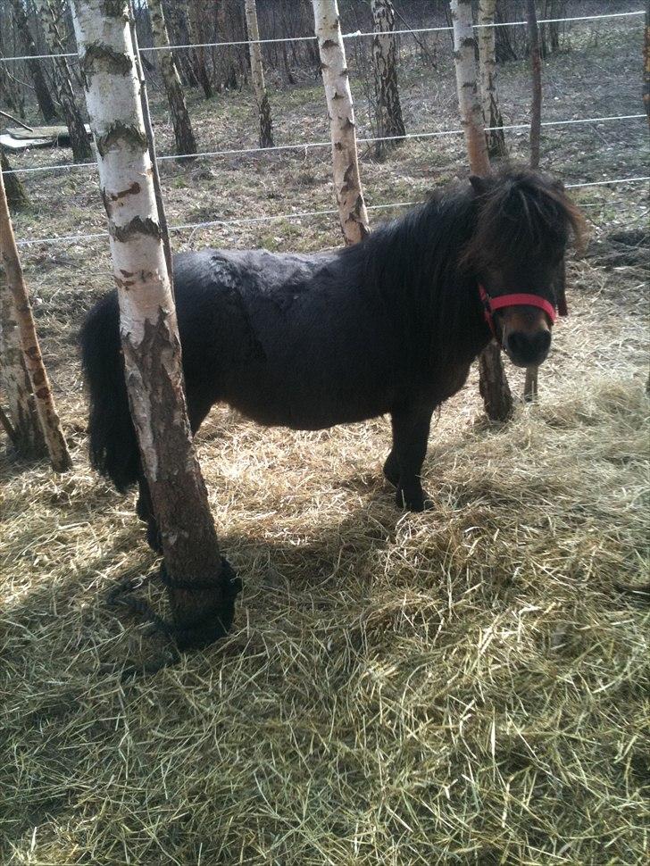 Shetlænder Cindy (solgt) billede 4