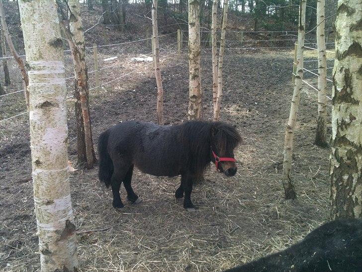 Shetlænder Cindy (solgt) billede 5