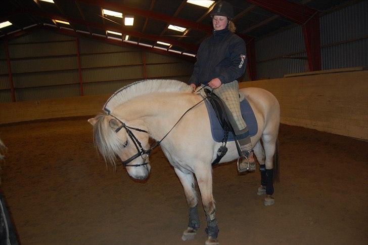 Fjordhest Harnbjergårds Andante - vinter 2011 billede 2