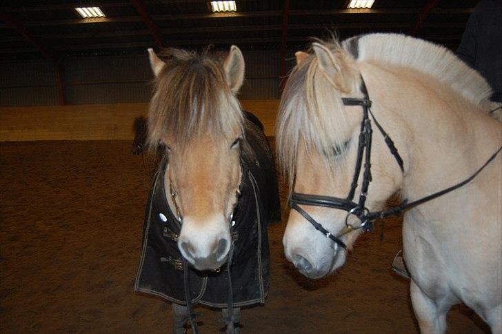 Fjordhest Harnbjergårds Andante - Andante og hendes mor Fnug :) billede 3