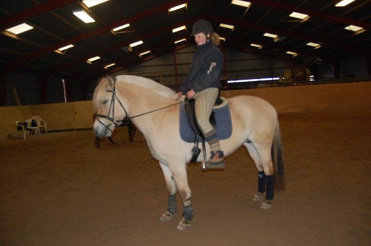 Fjordhest Harnbjergårds Andante - vinter 2011 billede 4