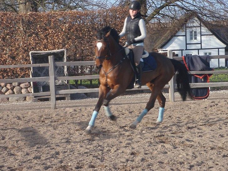 Holstener AccoLitto billede 5