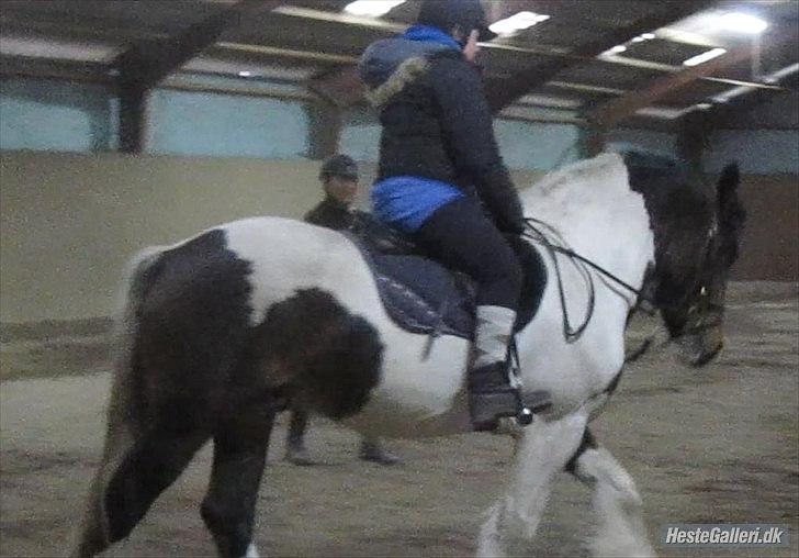 Irish Cob Troja billede 18