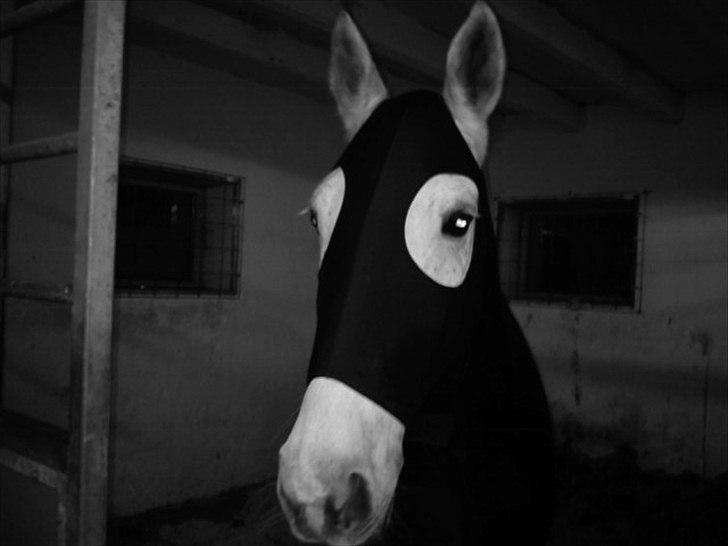 Irsk Sportspony Mosstown Smirnoff - min ZORRO-pony - nyvasket og klar til stævne    :-D billede 13