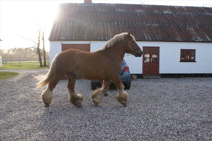 Jyde Laif den lykkelige (avl) billede 5