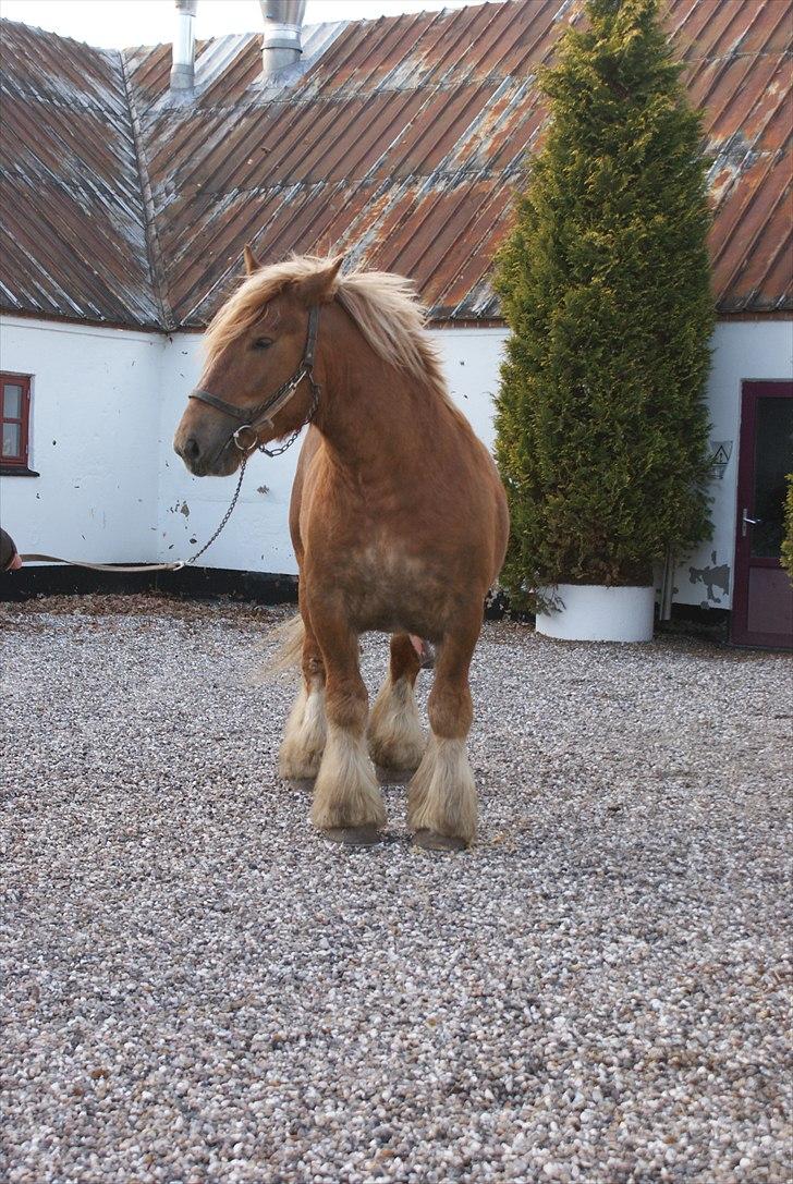 Jyde Laif den lykkelige (avl) billede 8