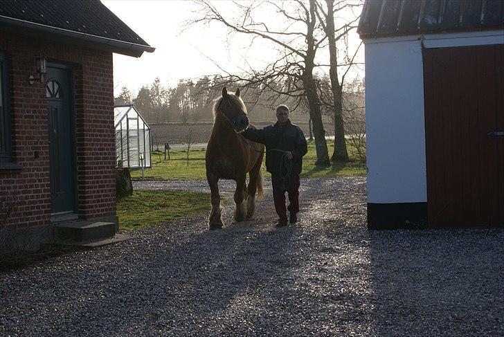 Jyde Laif den lykkelige (avl) billede 6