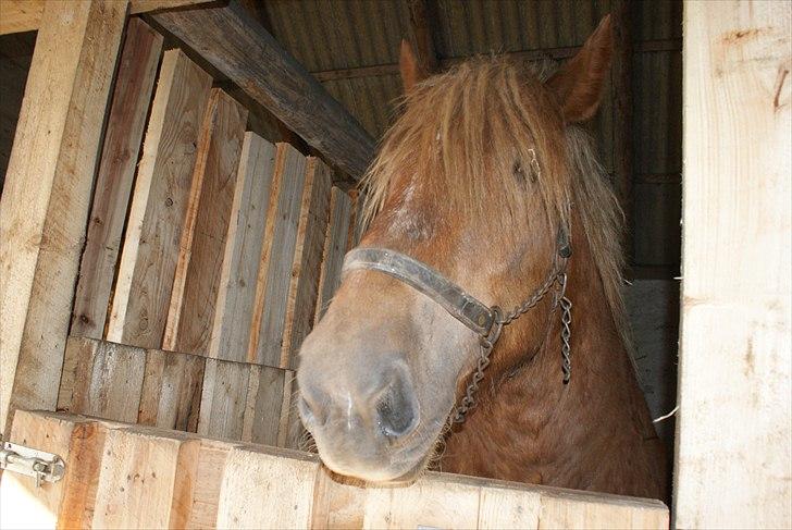 Jyde Laif den lykkelige (avl) billede 7