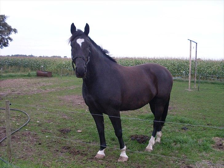 Oldenborg President billede 5