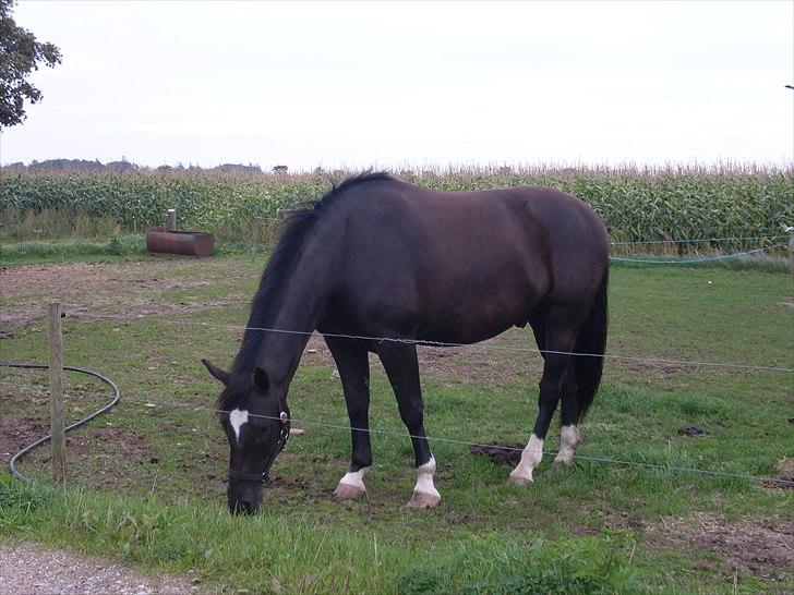 Oldenborg President billede 1