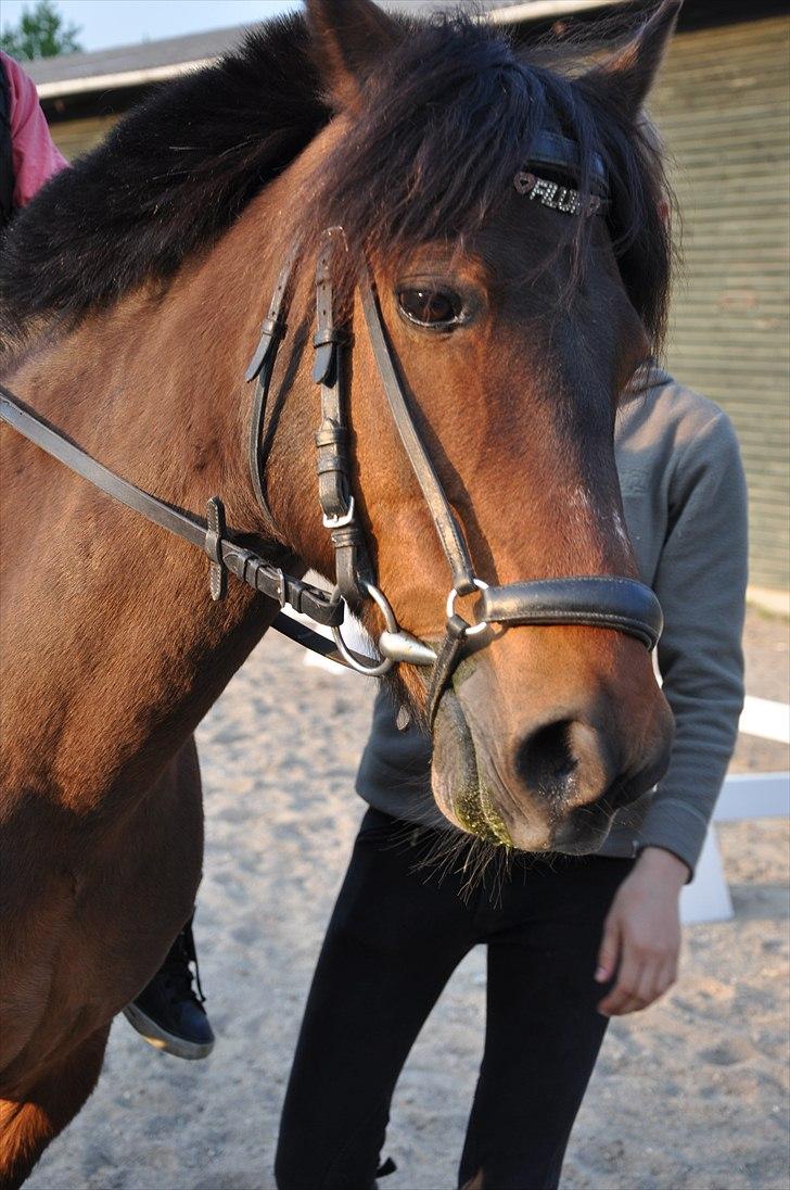 Anden særlig race Filur<3<3 (soglt) :-( - Er jeg ikke bare en dejlig pony :-) billede 11