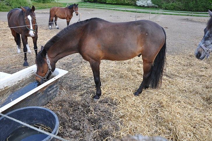 Anden særlig race Filur<3<3 (soglt) :-( - Mand jeg er tørstig :-) billede 12