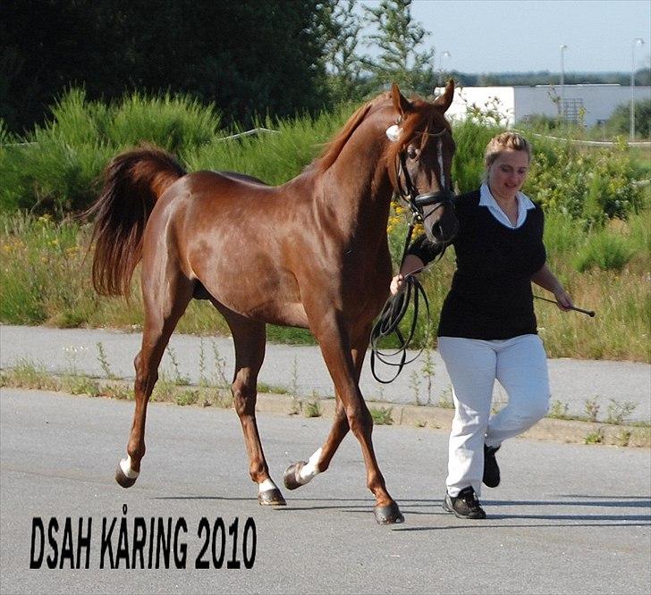 Arabisk fuldblod (OX) Sadeek - DSAH kårring 2010, mønstring billede 4