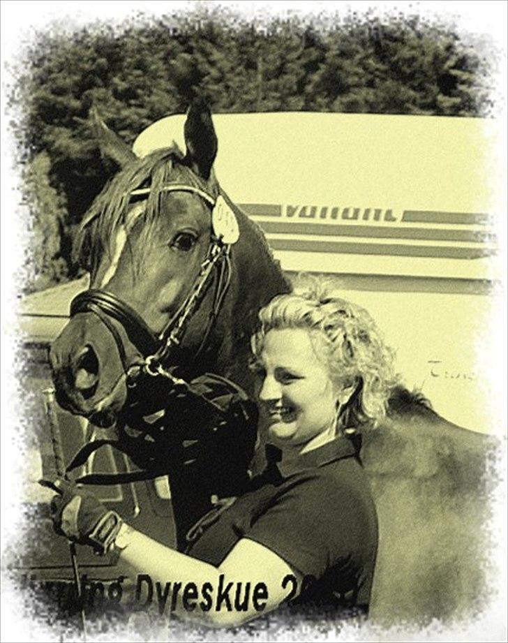 Arabisk fuldblod (OX) Sadeek - Hjørring Dyreskue 2010 billede 5