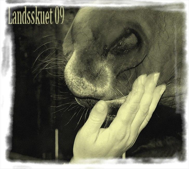 Arabisk fuldblod (OX) Sadeek - mulebillede billede 1