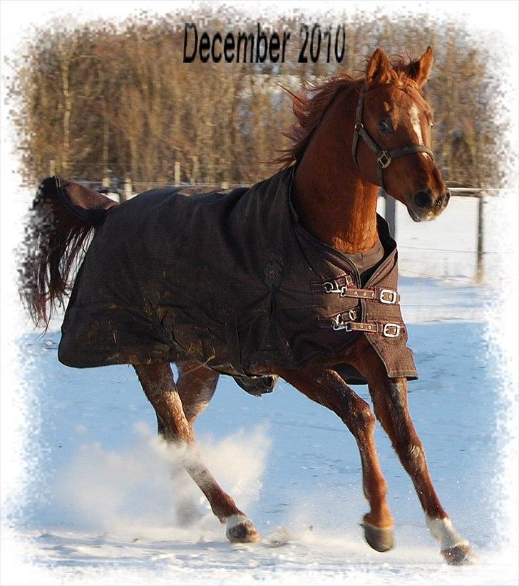 Arabisk fuldblod (OX) Sadeek - Sadeek vinter 2010 billede 7