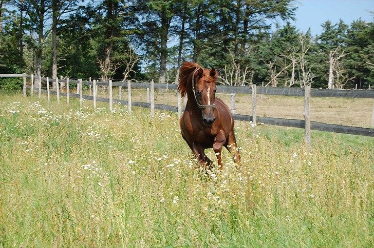 Arabisk fuldblod (OX) Sadeek - Sadeek Tornby 2010 billede 9
