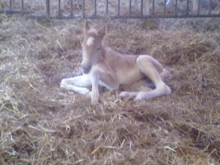 Haflinger Vestervangs Vanilia! - 1. dag. ligger og hviler sig.. billede 5