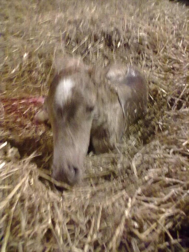 Haflinger Vestervangs Vanilia! - Lille pige :) billede 7