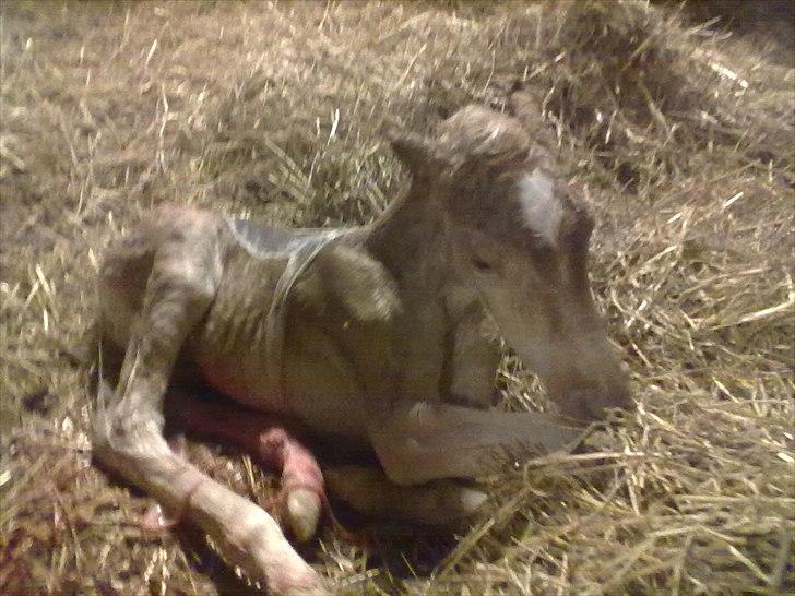 Haflinger Vestervangs Vanilia! - Hende med stankelbenene ;) billede 8