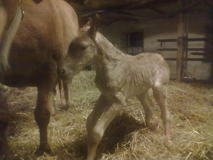 Haflinger Vestervangs Vanilia! - "Ja! jeg kan stå!" billede 9