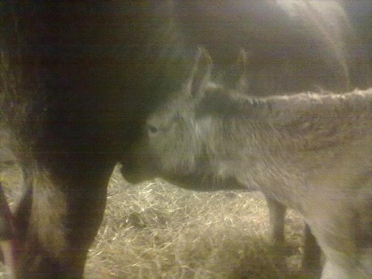 Haflinger Vestervangs Vanilia! - "Ummm... Lækker mælk" billede 10