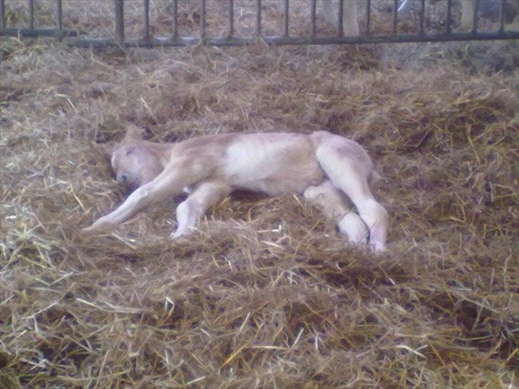 Haflinger Vestervangs Vanilia! - "Århh.. nu blev jeg vist lidt træt.." ZZzzzz billede 11