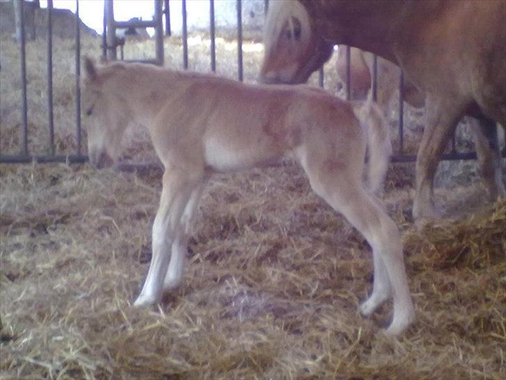 Haflinger Vestervangs Vanilia! - "Godmorgen Vanilia?!" billede 12