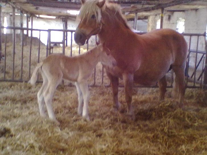 Haflinger Vestervangs Vanilia! - Mor og datter<3 billede 13