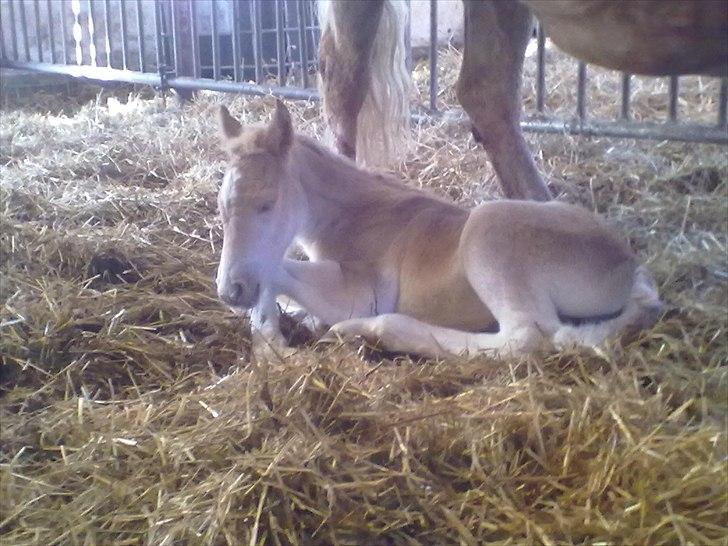 Haflinger Vestervangs Vanilia! billede 14