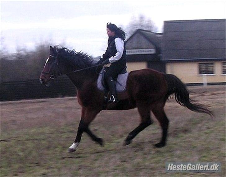Dansk Varmblod Luciano Foldager - januar 2011  billede 17