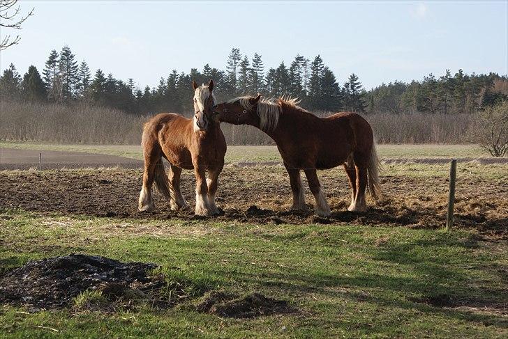 Jyde Lucas - storebror der ikke rigtig gider og at lege mere : foto mig billede 3