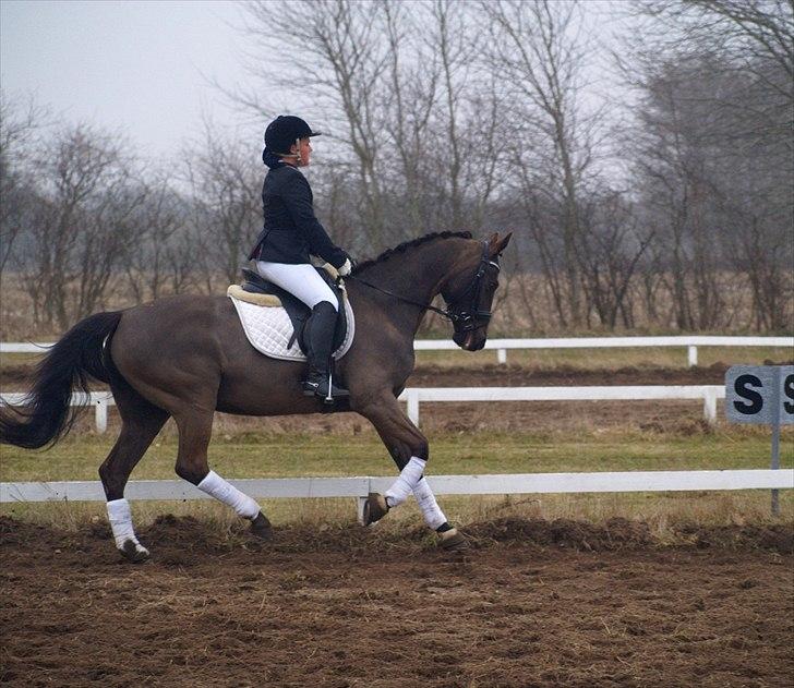 Anden særlig race Cassiopeia billede 6