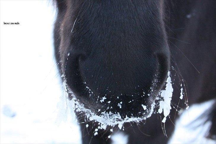 Islænder Ímynd fra Eystri-hól - Imses sne mule <3<3 billede 1