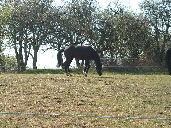 Dansk Varmblod Nice Surprise  - April 2011 billede 14