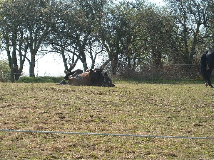 Dansk Varmblod Nice Surprise  - April 2011 billede 15