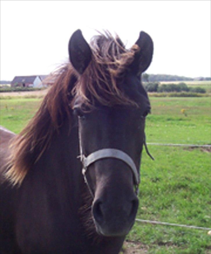 Islænder Nanna fra Sjørslev billede 2