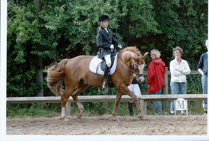 New Forest Højvangs Chopin SOLGT - ponyuge 2010  billede 7