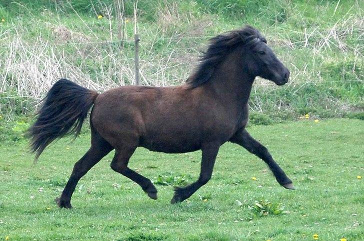 Islænder Nanna fra Sjørslev billede 3